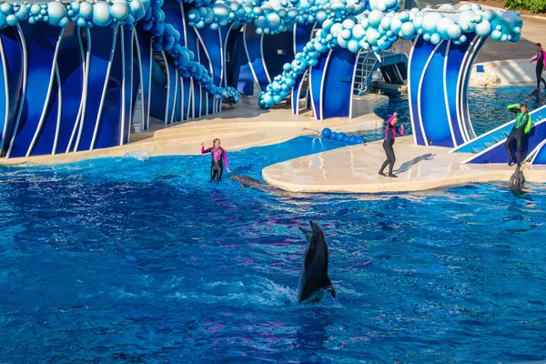 Orlando Florida Agosto 2019 Dança Golfinhos Touch Sky Show Seaworld — Fotografia de Stock