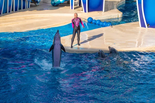 Orlando Florida August 2019 Dolphin Jumping Touch Sky Show Seaworld — Stock Photo, Image