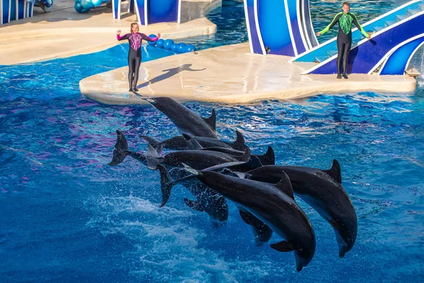 Orlando Florida August 2019 Dolphins Jumping Touch Sky Show Seaworld — Stock Photo, Image