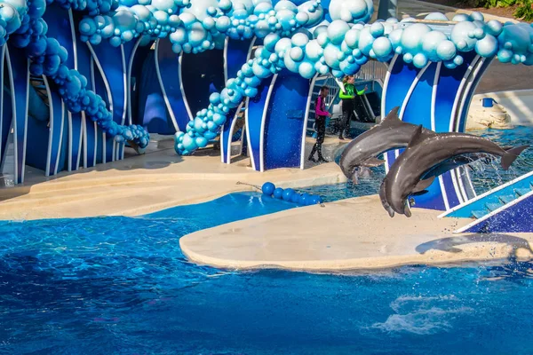 Orlando Florida August 2019 Dolphins Jumping Touch Sky Show Seaworld — Stock Photo, Image