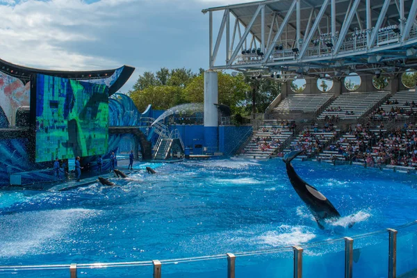 Orlando Florida August 2019 Whale Jumping One Ocean Show Seaworld — Stock Photo, Image