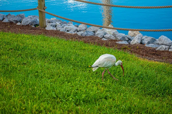 Orlando Florida August 2019 Nice Bird Green Meadow Seaworld — Stock Photo, Image