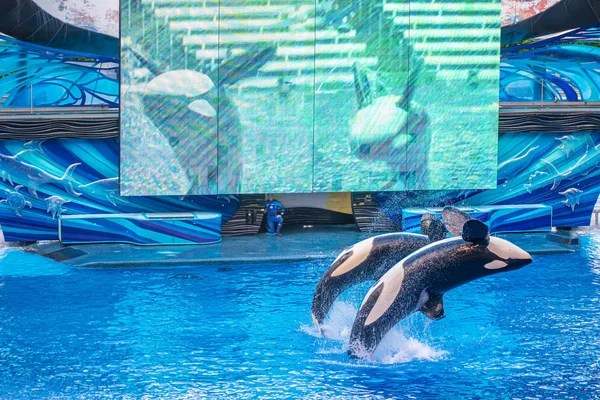 Orlando Florida Agosto 2019 Ballenas Saltando One Ocean Show Seaworld — Foto de Stock