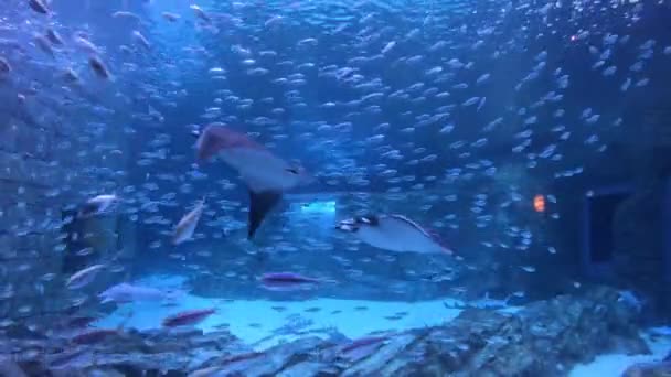 Orlando Florida Setembro 2019 Manta Ray Tubarão Aquário Seaworld — Vídeo de Stock