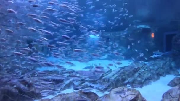 Orlando Florida Settembre 2019 Raggi Manta Squalo Colibrì Acquario Seaworld — Video Stock