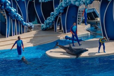 Orlando, Florida. 30 Eylül 2019. Seaworld 'de suyun dışında poz veren güzel yunus (3).