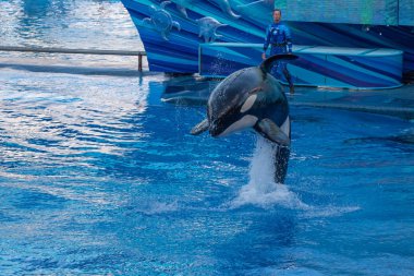 Orlando, Florida. 30 Eylül 2019. Seaworld 'deki Bir Okyanus Gösterisinde Muhteşem Katil Balina (1).