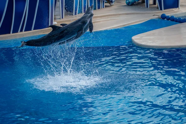 Orlando Florida Setembro 2019 Golfinhos Pulando Dolphin Days Show Seaworld — Fotografia de Stock