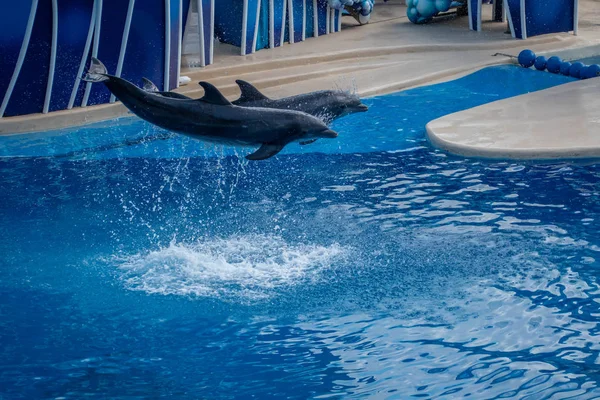 Orlando Florida September 2019 Dolphins Jumping Dolphin Days Show Seaworld — Stock Photo, Image