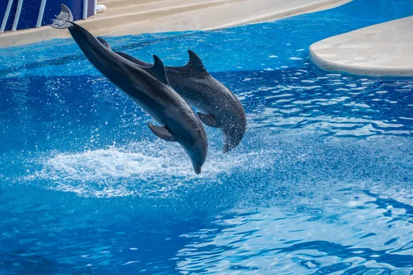 Orlando Florida Setembro 2019 Dolphins Jumping Dolphin Days Show Seaworld — Fotografia de Stock
