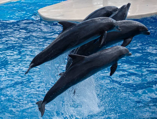 Orlando Florida Září2019 Delfíni Skákání Dolphin Days Show Seaworld — Stock fotografie