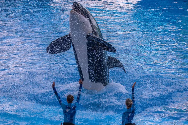 Orlando Florida Září2019 Velryba Velkolepá One Ocean Show Seaworldu — Stock fotografie