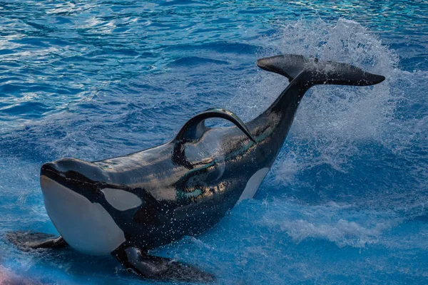 Orlando Florida September 2019 Spektakulär Späckhuggare One Ocean Show Seaworld — Stockfoto