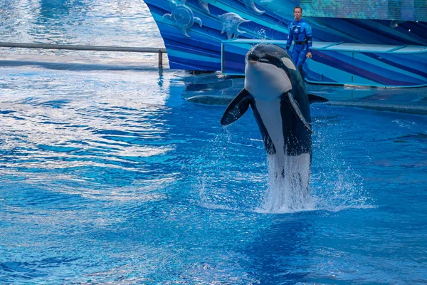 Orlando Florida Září2019 Velryba Velkolepá One Ocean Show Seaworldu — Stock fotografie