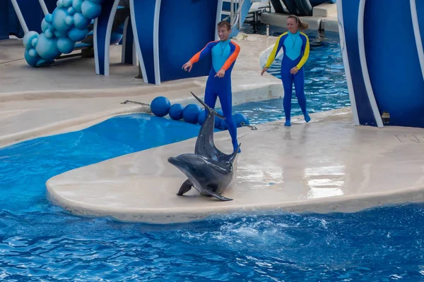 Orlando Florida September 2019 Trainer Giving Directions Dolphin Out Water — Stock Photo, Image