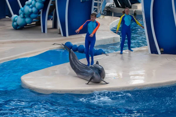 Orlando Florida September 2019 Trainer Giving Directions Dolphin Out Water — Stock Photo, Image