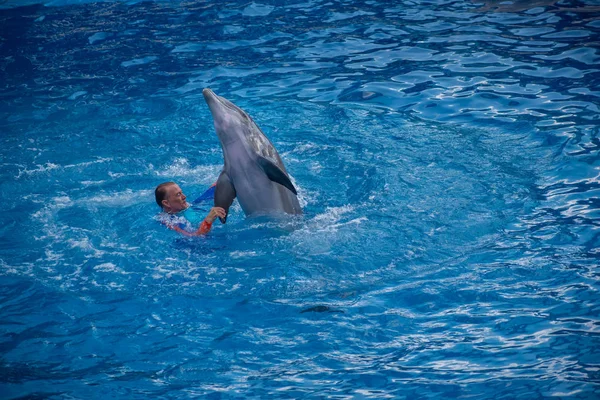 Orlando Florida Setembro 2019 Treinador Jogando Com Golfinho Dolphin Days — Fotografia de Stock