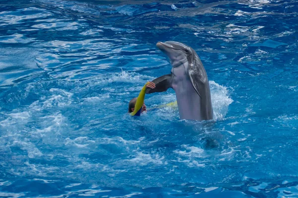 Orlando Florida Setembro 2019 Mulher Treinadora Brincando Com Golfinho Dolphin — Fotografia de Stock