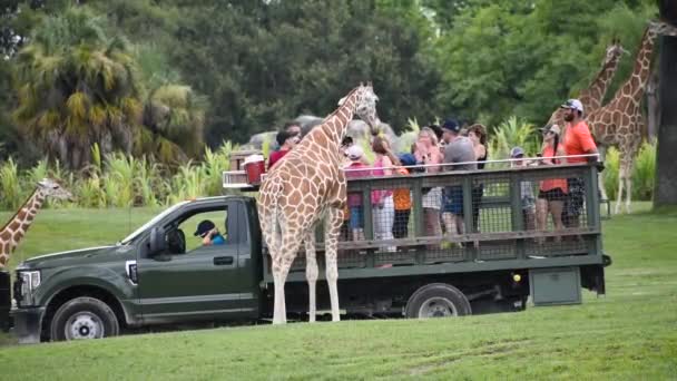 Tampa Bay Florida September 2019 People Giving Lettuce Leaves Giraffe — Stock Video