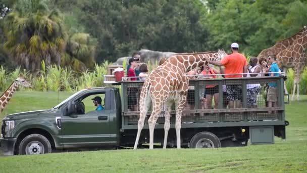 Tampa Bay Florida September 2019 People Giving Lettuce Leaves Giraffe — Stock Video