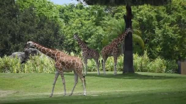 Tampa Bay Florida September 2019 Giraffe Berjalan Padang Rumput Hijau — Stok Video