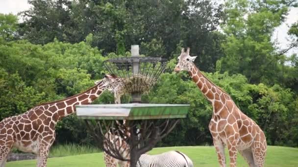 Tampa Bay Floride Septembre 2019 Girafes Nourries Herbe Sèche Dans — Video