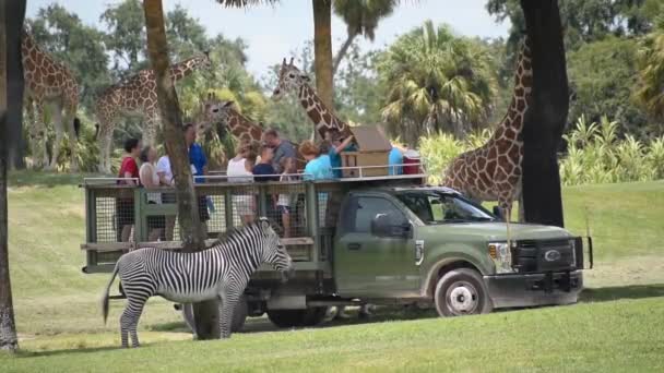 Tampa Bay Florida September 2019 People Giving Lettuce Leaves Giraffe — Stock Video