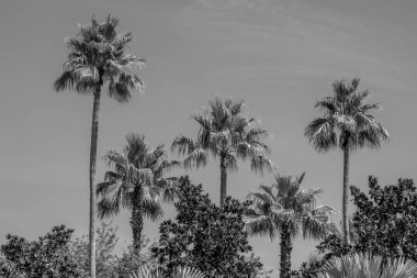 Orlando, Florida 'da. 16 Temmuz 2019. JW Marriott otel bahçeleri palmiye ağaçlarının üst görünümü