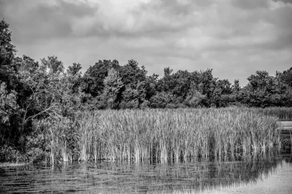 フロリダ州オーランド2019年7月09日 湿地の植生と緑の森 — ストック写真
