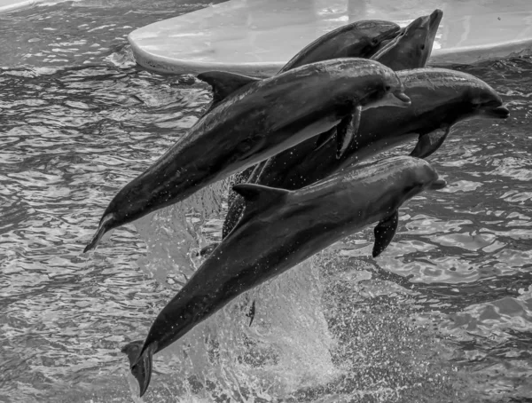 Orlando Florida Září2019 Delfíni Skákání Dolphin Days Show Seaworld — Stock fotografie