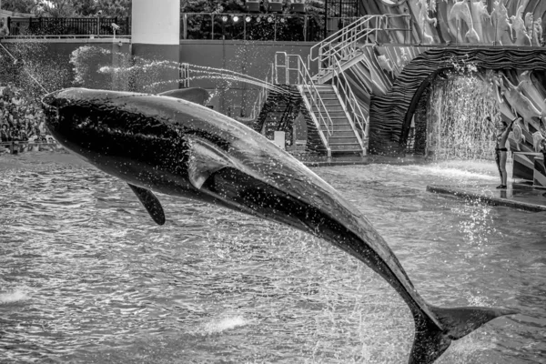 Orlando Florida Julho 2019 Majestoso Assassino Baleia Saltando Seaworld — Fotografia de Stock