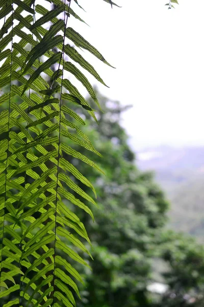 Beautiful landscape: leaves and green treens at Taipei Taiwan