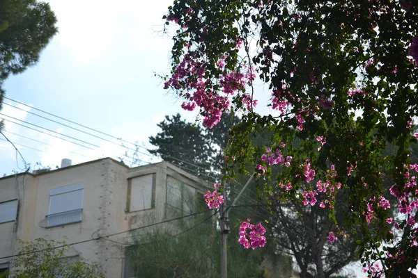 Árvore florida e casas no distrito de Haifa Ahuza no Mt. Carmel, perto do centro do Carmelo ISRAEL — Fotografia de Stock