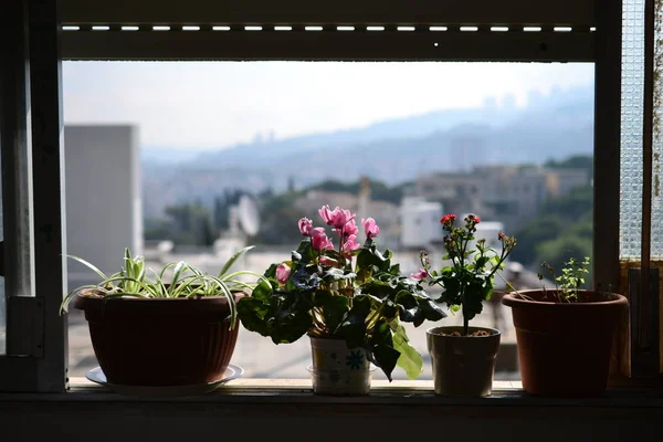 背景に咲く花や植物イスラエルのハイファ大学とカルメル山 Rakafot の典型的なイスラエル花 — ストック写真