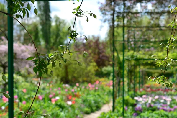 Francia Giverny Claude Monet giardino in primavera, fiori e laghi mare rosa — Foto Stock