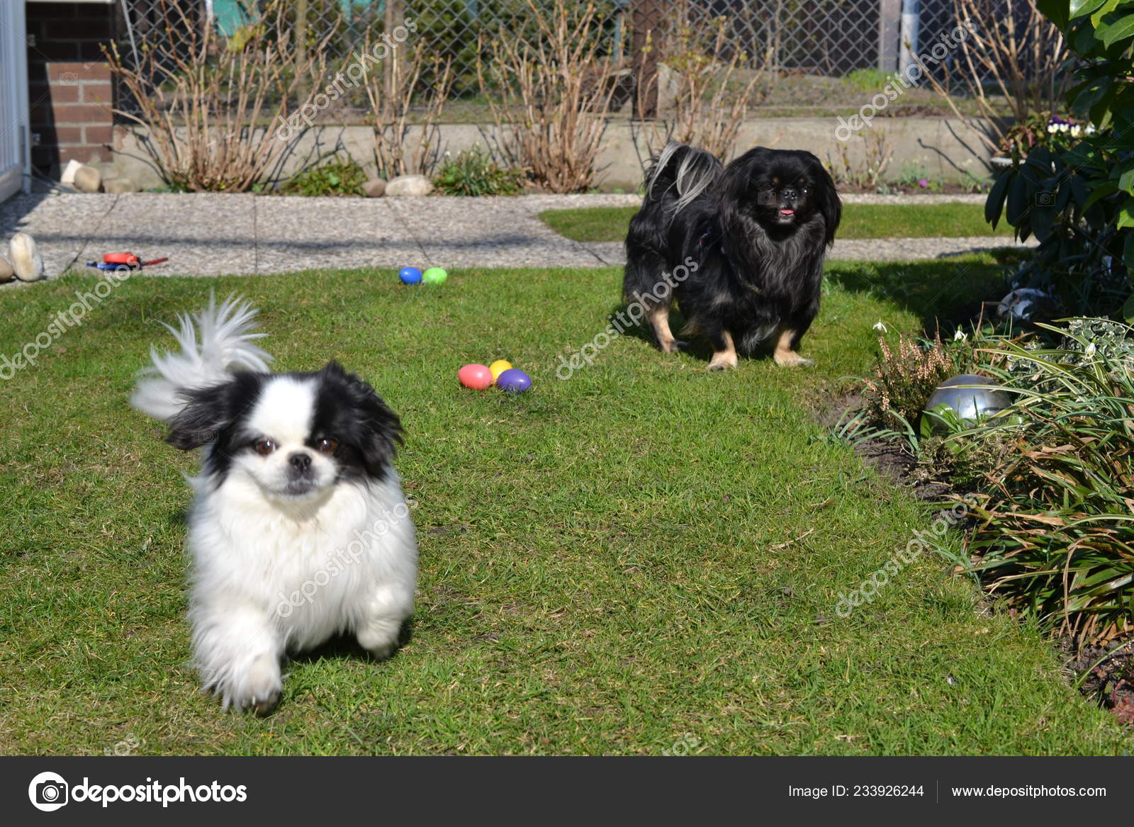 Adorable Pekinese Couple White And Black Short And Long Hair