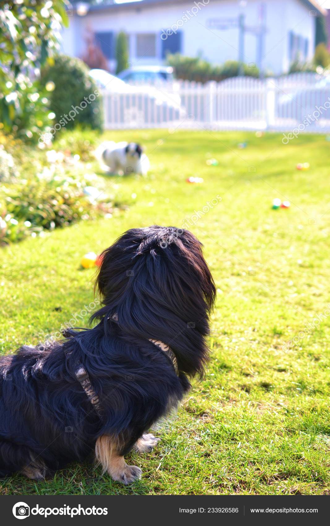 Adorable Pekinese Couple White And Black Short And Long Hair