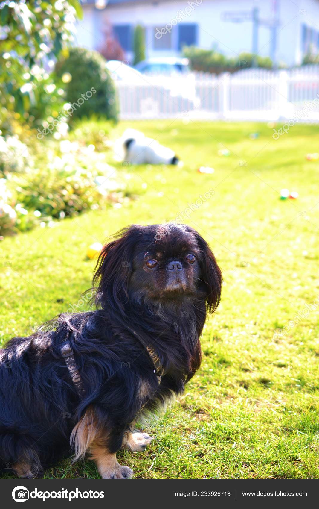 Adorable Pekinese Couple White And Black Short And Long Hair