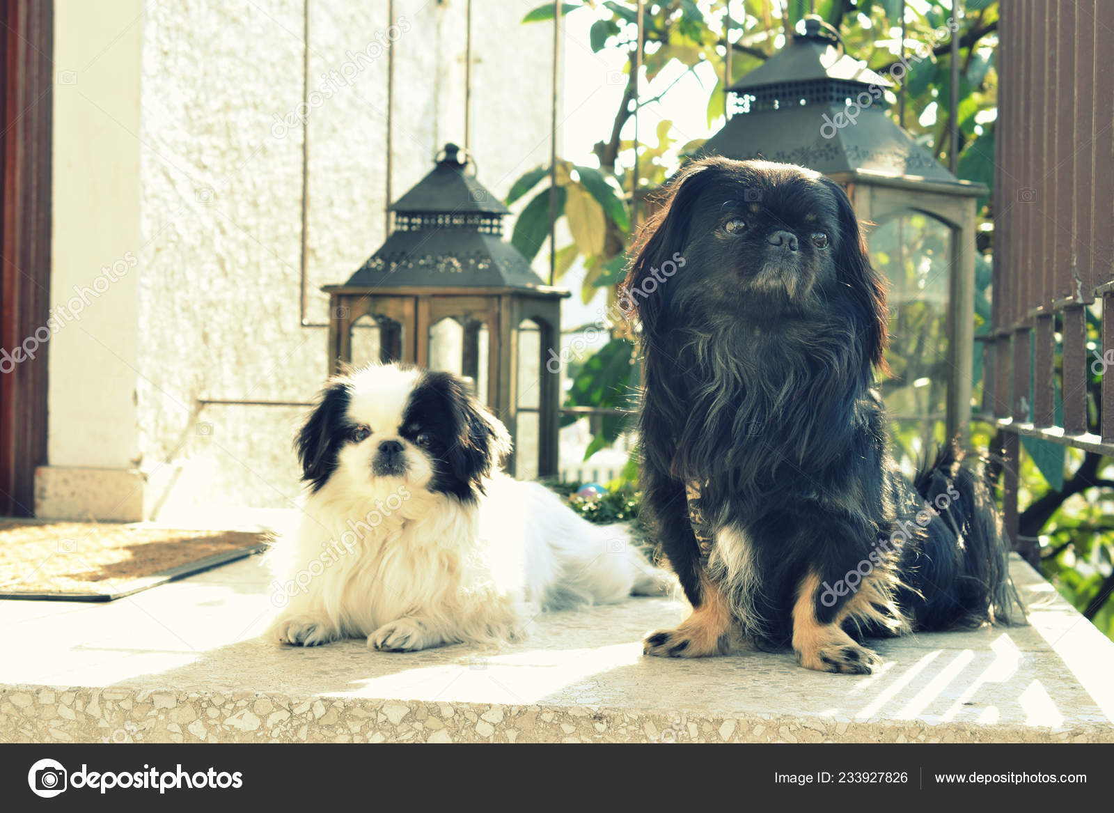 Adorable Pekinese Couple White And Black Short And Long Hair