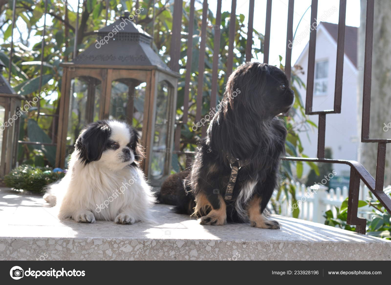 Adorable Pekinese Couple White And Black Short And Long Hair