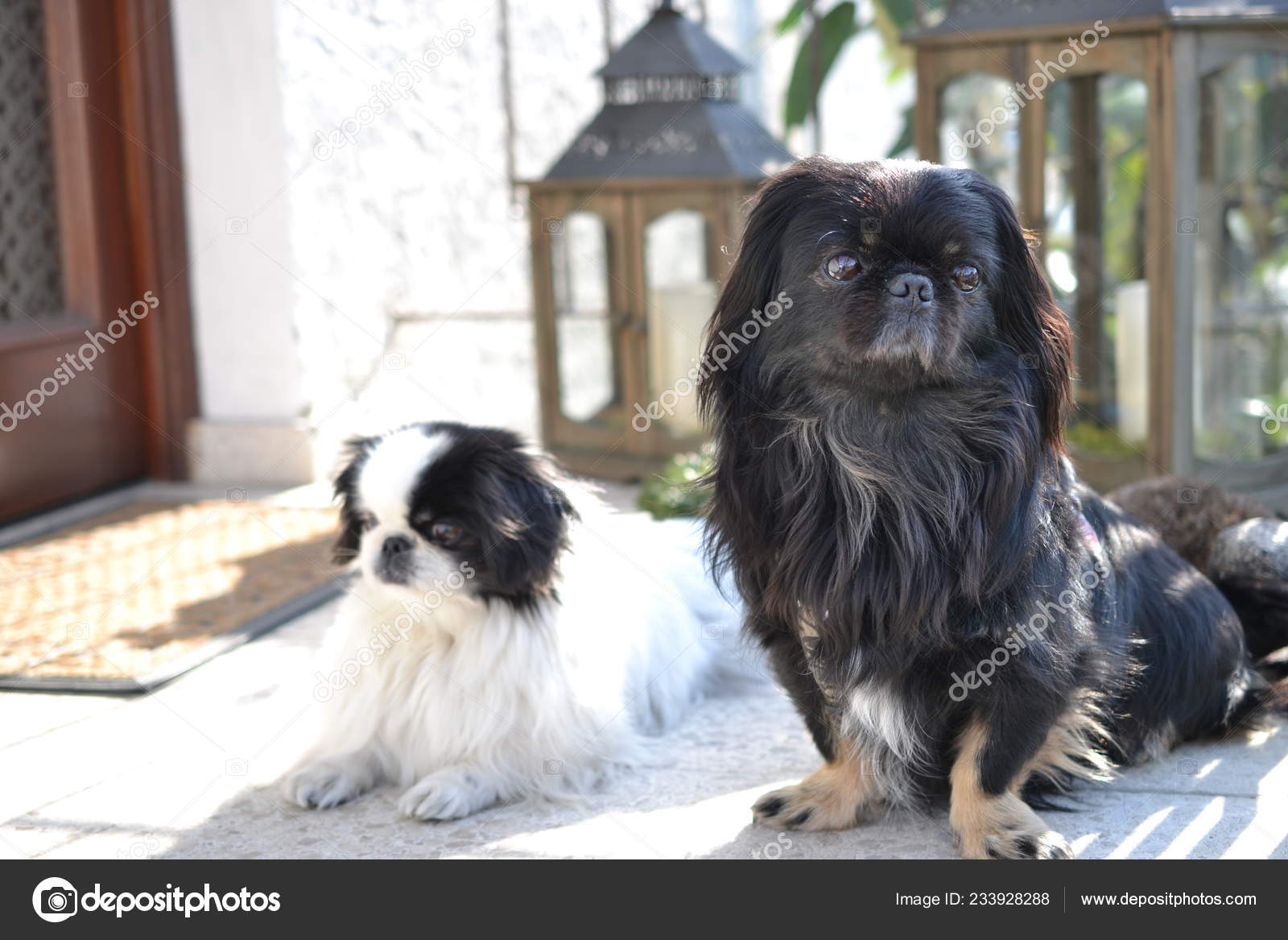 Adorable Pekinese Couple White And Black Short And Long Hair