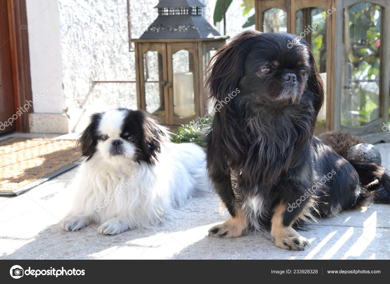 Black Pekingese Short Hair Adorable Pekinese Couple White And