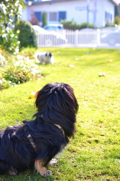 Adorable pareja pekinesa, blanco y negro, pelo corto y largo crianza jugando juntos en el jardín, Pekinese dog puppy — Foto de Stock