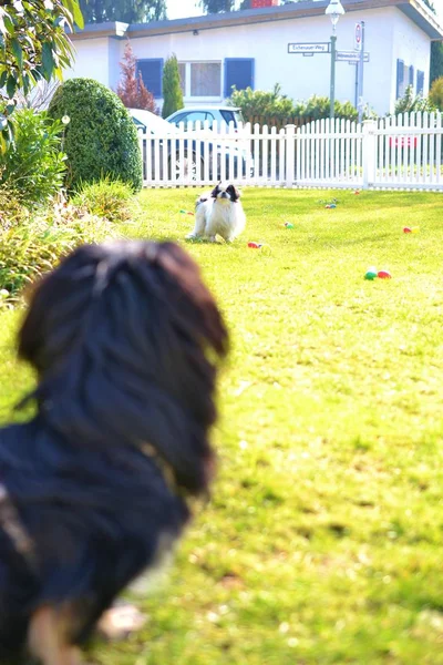 愛らしい狆カップル、白と黒、短いと長い髪犬ペキニーズ犬子犬の庭で一緒に遊んで — ストック写真