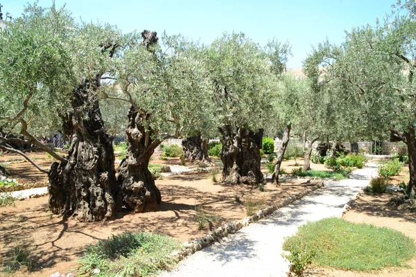 Getsemani'ye zeytin Bahçesi. Bahçe Gethsemane, Jerusalem, İsrail. — Stok fotoğraf