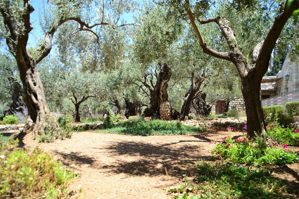 Gethsemane olive orchard. Garden of Gethsemane, Jerusalem, Israel.