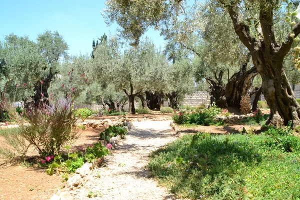 Pomar de oliveira de Getsêmani. Jardim do Getsêmani, Jerusalém, Israel . — Fotografia de Stock