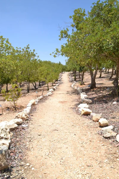 Salih arasında Milletler Bahçe Holokost Shoa Memorial Yad Vashem Kudüs, İsrail — Stok fotoğraf