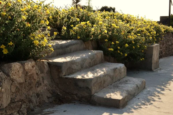 Sten trappa med vilda blommor, i Akko, Israel — Stockfoto