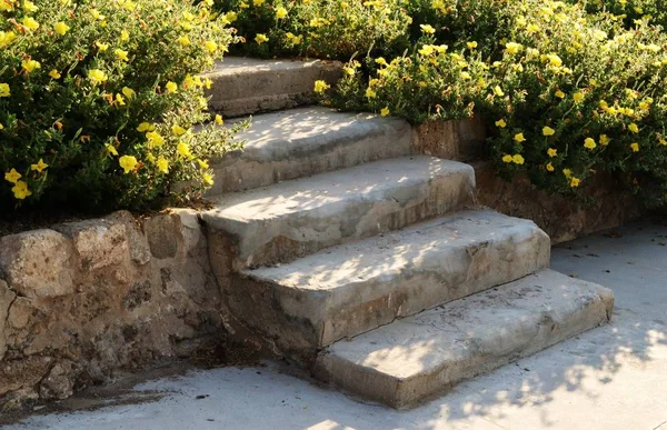 Taş merdiven ile kır çiçekleri, IFF, İsrail — Stok fotoğraf